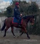 Thoroughbred Riding Gelding 
