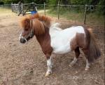 Shetland Mare