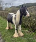 2 Year Old Colt