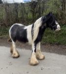2 Year Old Colt