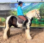 Billy, 13hh Riding Gelding 