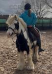 Billy, 13hh Riding Gelding 