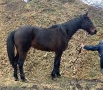 Prince, 16hh Standardbred Riding Gelding 