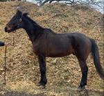 Prince, 16hh Standardbred Riding Gelding 