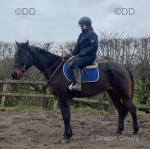 Prince, 16hh Standardbred Riding Gelding 
