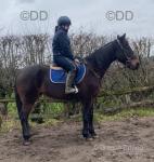 Prince, 16hh Standardbred Riding Gelding 
