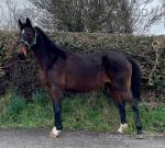 Tilly, 15.2hh Mare