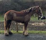 Charlie, 14hh Riding Gelding 