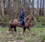 Charlie, 14hh Riding Gelding 