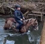 Charlie, 14hh Riding Gelding 
