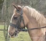 Charlie, 14hh Riding Gelding 