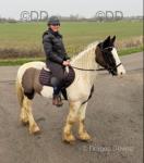 Dynamite, 14.3hh Driving Gelding 