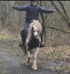 K-Pop, 12.3 /13hh approx 5 year old traditional cob, ride and drive. A true traditional cob. Would go on or off the lead rein, walk, trot, canter easy, would also carry a small adult. Hacks on the busiest of roads again alone or in company. 