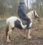 K-Pop, 12.3hh Riding Mare