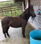 Rosie, 11.2hh Dartmoor Mare