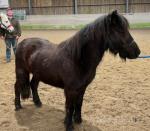 Rosie, 11.2hh Dartmoor Mare