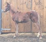 Welsh Section D Colt