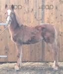 Welsh Section D Colt