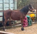Welsh Section D Gelding 