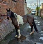 15hh Standardbred Driving Gelding