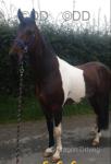 15hh Standardbred Driving Gelding