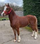 Welsh Section D Gelding 