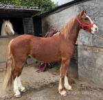 Welsh Section D Gelding 