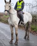 16hh Irish Draft Mare