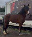 Big Jack nice bay gelding, he is 14 years old, stand at 15hh. Nicely put together, has brand new set of shoes on. Fully passported. 
