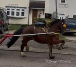 Big Jack, 15hh Ride and Drive Gelding 