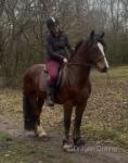 Big Jack, 15hh Ride and Drive Gelding 