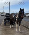 15.2hh 8 years old driving mare, pulled 4 wheelers, bow top wagons, the lot. Also she has done sea front work. Not strong or silly a baby could drive her. Perfect in heavy traffic, old man at 82 year old has been driving her, shows how quiet she is. 