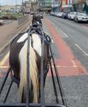 15.2hh Driving Mare