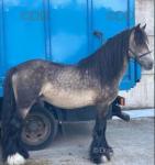 Sham Rock, 15hh Stallion