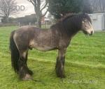 Sham Rock, 15hh Stallion