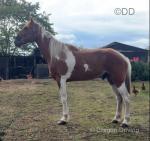 A 7 year old, big 16.1hh half bred gelding. This horse been there and done the lot. He has pulled 4 wheelers and can't half go in a jogger. 