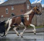 16.1hh Driving Gelding