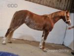 Lula, 12.2hh Welsh Section C Riding Mare