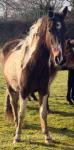14.2hh Gelding
