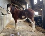 Yearling Clydesdale Colt 