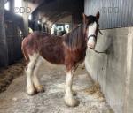 Yearling Clydesdale Colt 