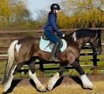 Harry, 15.2hh Riding Gelding 