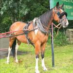 Queenie, 16hh Mare