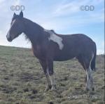 Queenie, 16hh Mare