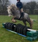 13.2hh Riding Gelding 