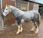 13.2hh Riding Gelding 