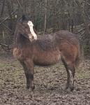 Brynstormus Telyn, Welsh Section A Colt