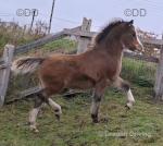 Brynstormus Telyn, Welsh Section A Colt
