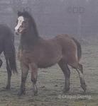 Brynstormus Telyn, Welsh Section A Colt