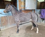 11.2hh Welsh Section A Mare 